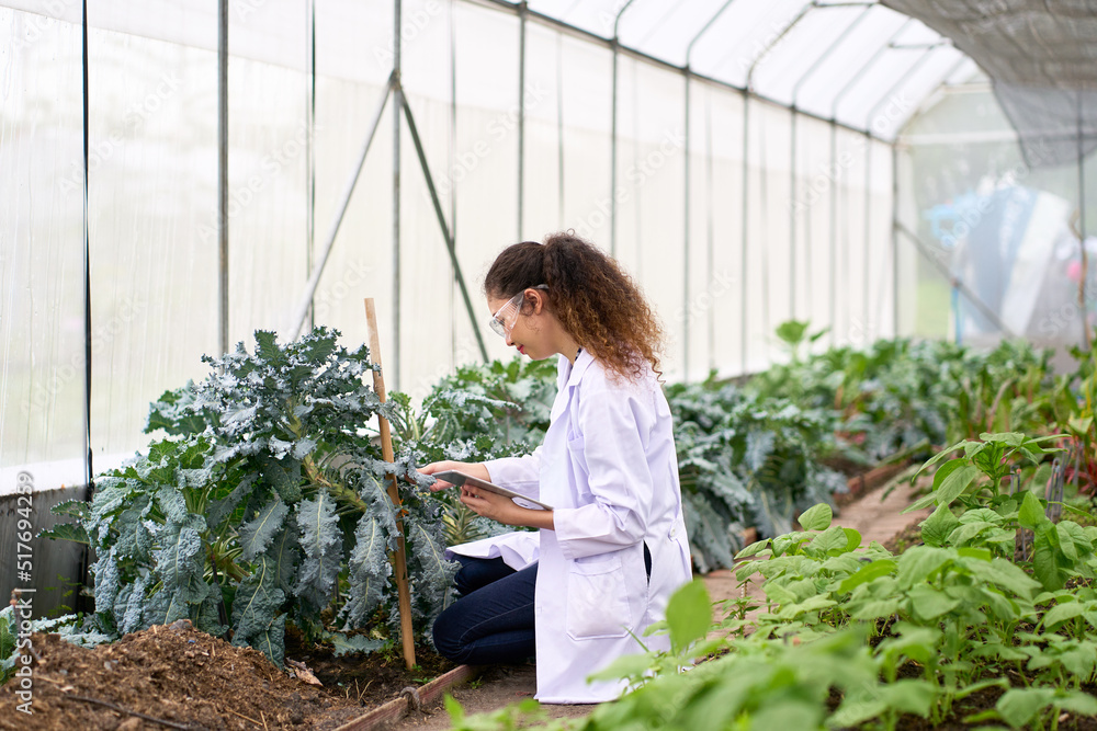 Femle Scientist sitting and checking vegetable leaf in greenhouse for quality control Femle Scientist sitting and checking vegetable leaf in greenhouse for quality control
