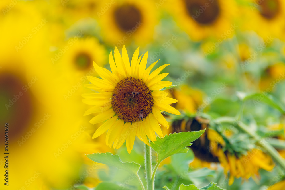 Sunflower field in the Japanese countryside. Sunflower field in the Japanese countryside.