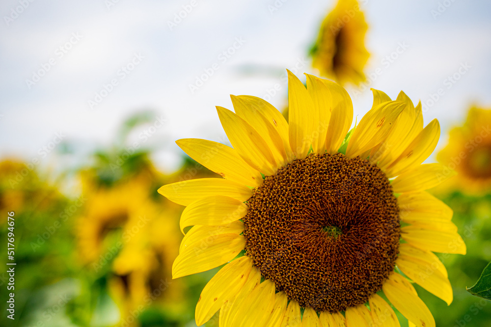 Fototapeta premium Sunflower field in the Japanese countryside.