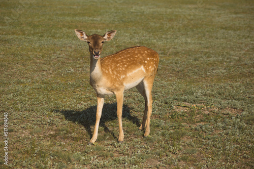 Fallow deer in Askania-Nova nature reserve, Kherson region, Ukraine