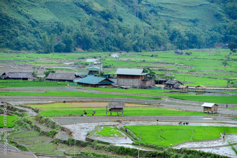 Naklejka premium rice terraces in Southeast Asia