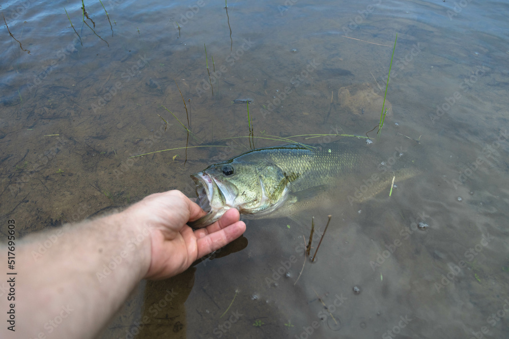 Fototapeta premium fish in the hand, bass fishing shore lake