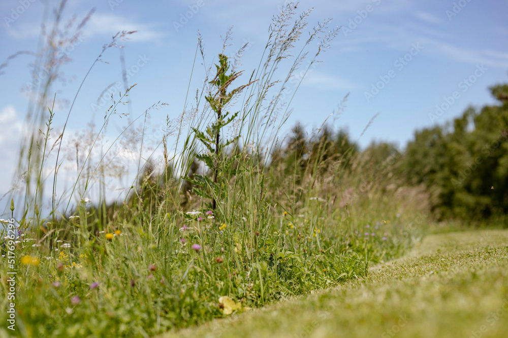 gemähte Wiese neben hohem Wiesengras gemähte Wiese neben hohem Wiesengras