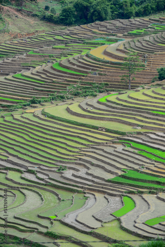 traveling in Mu Cang Chai rice terraces, Vietnam traveling in Mu Cang Chai rice terraces, Vietnam