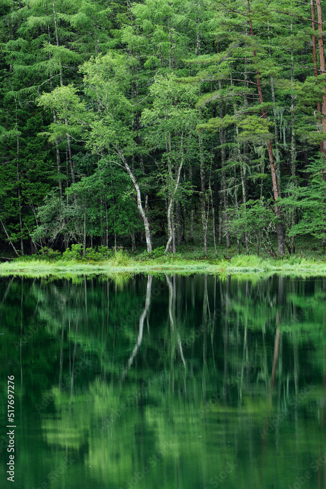 新緑の湖畔の風景 長野県御射鹿池 7月 新緑の湖畔の風景 長野県御射鹿池 7月