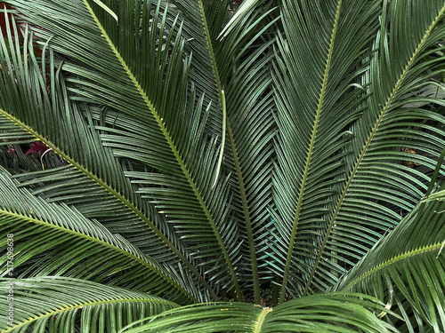 Tropical vegetation green macro background