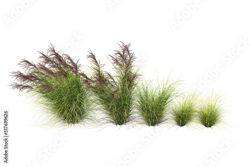  Grass blossoms on a white background