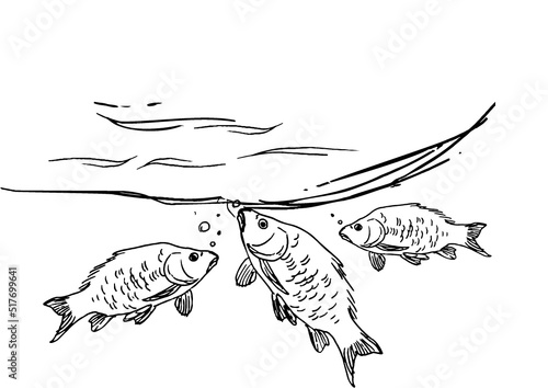 illustration of a fish carp