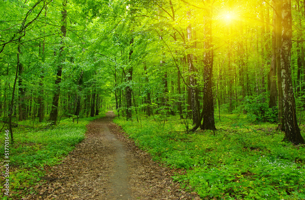 Fototapeta premium Green forest in spring