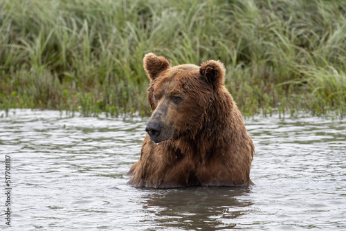 Alaskan brown bear fishing