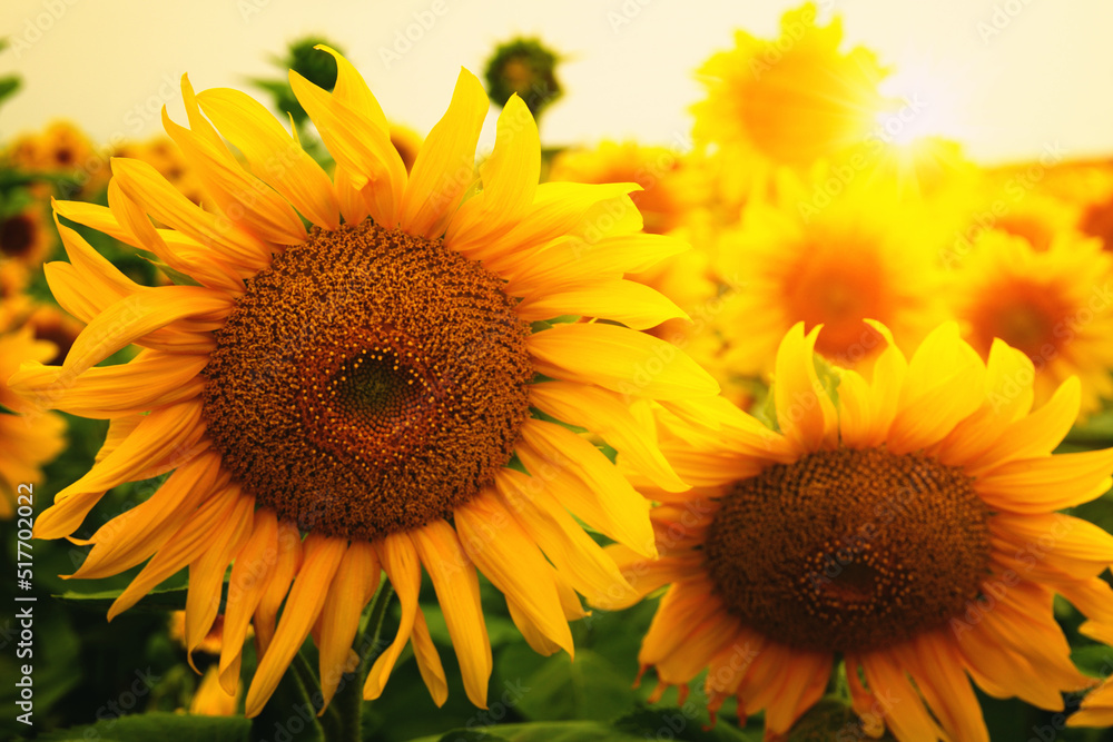 Obraz premium Sunflowers closeup on sunlight