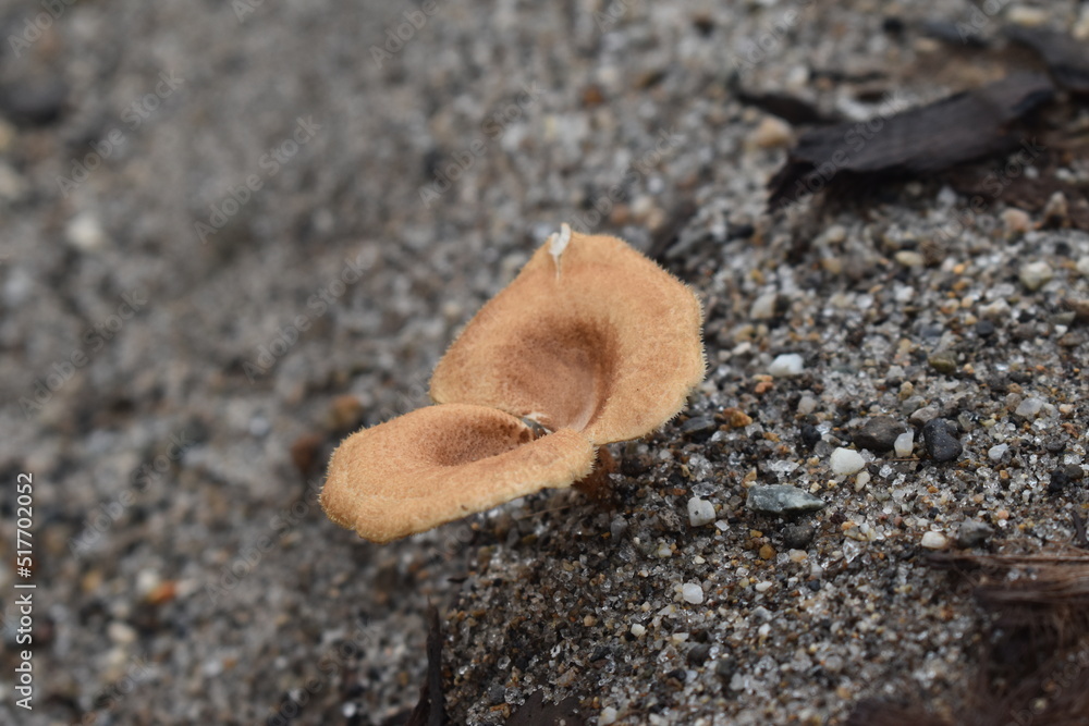 wild mushrooms growing in the sand wild mushrooms growing in the sand