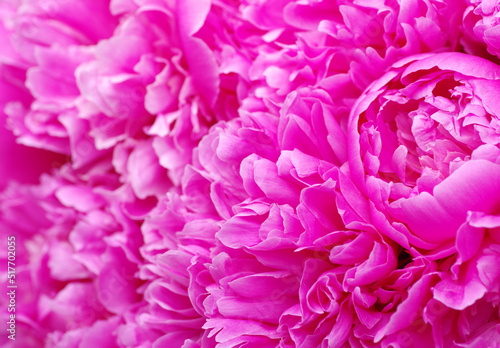 Fototapeta Naklejka Na Ścianę i Meble -  Beautiful pink peonies.