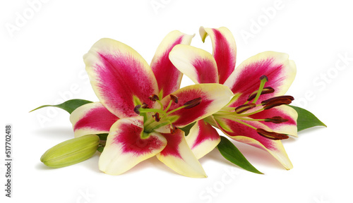  Two red lily flowers isolated on white