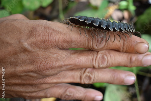 Giant millipede or Archispirostreptus gigas or keluwing in the forest photo
