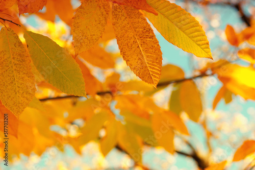 Autumn leaves on the sky