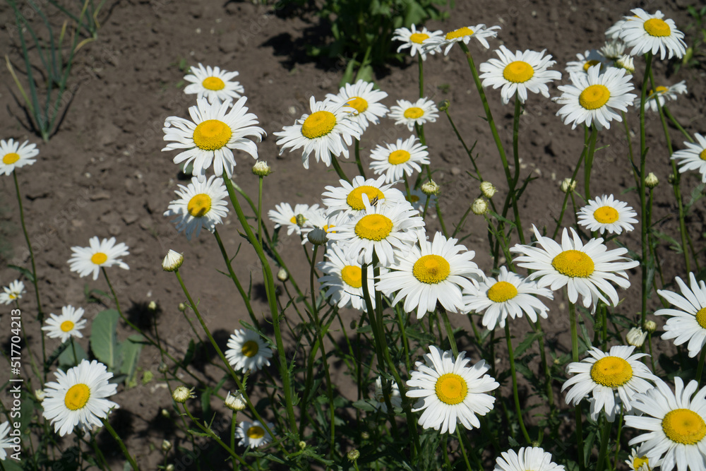 Fototapeta premium White daisies bloom in the garden on the plot.
