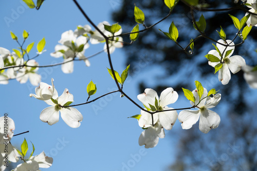 White Dogwood Blooms in the Springtime