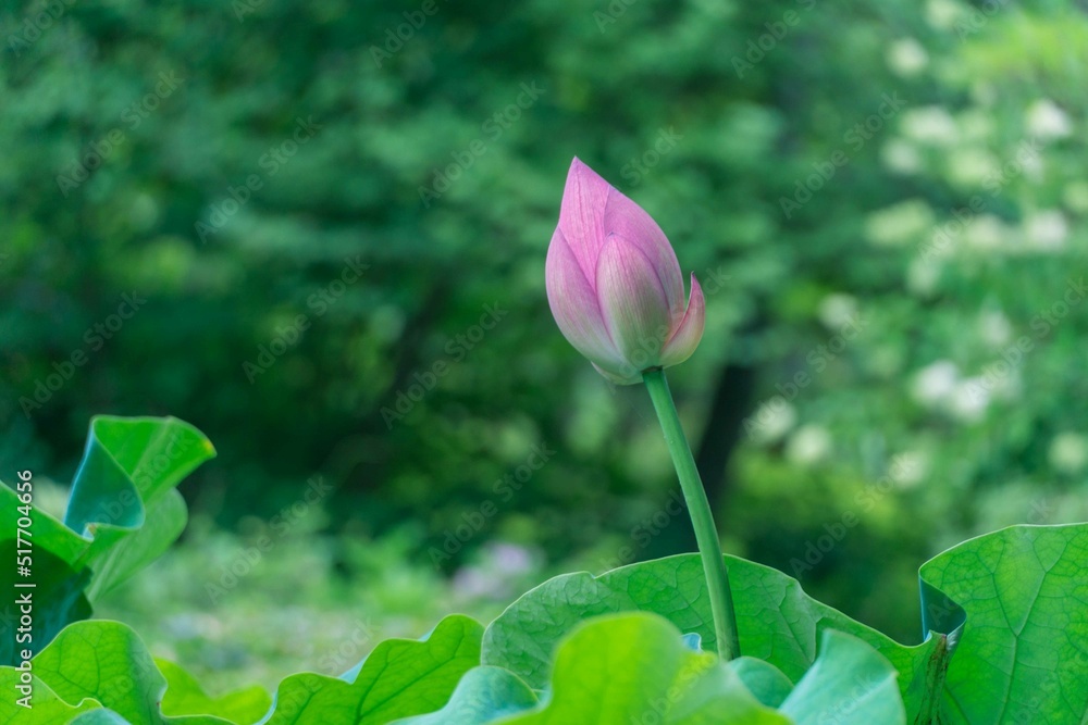 pink lotus flower 蓮の花　つぼみ