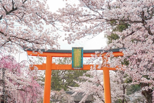 japanese cherry tree 平野神社　桜　鳥居