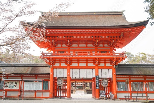 下鴨神社　桜　shimogamo shrine