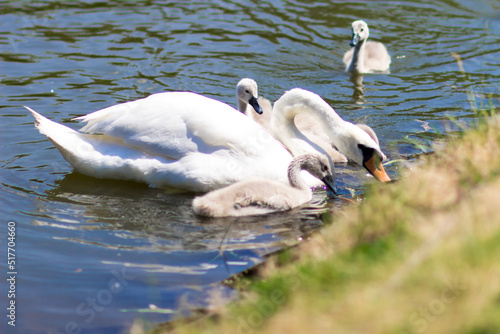 White swans in the city park. Baby swan with his parents on the lake.