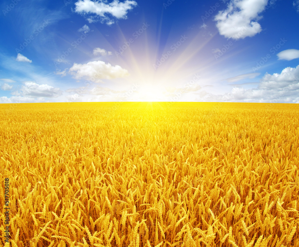 Naklejka premium wheat field and sky