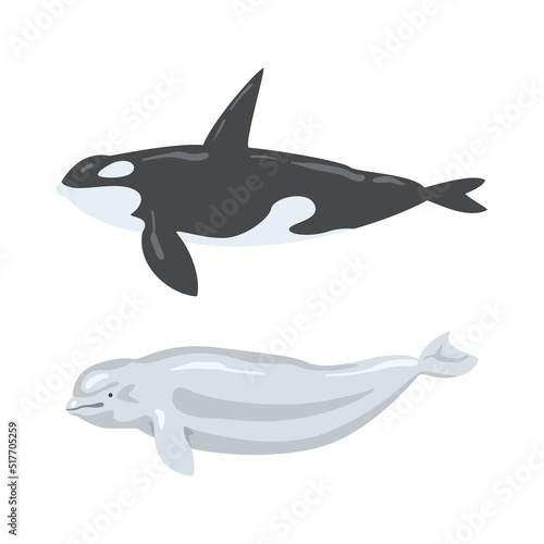 Oceanic and sea animals set. Beluga, orca, marine inhabitants cartoon vector illustration