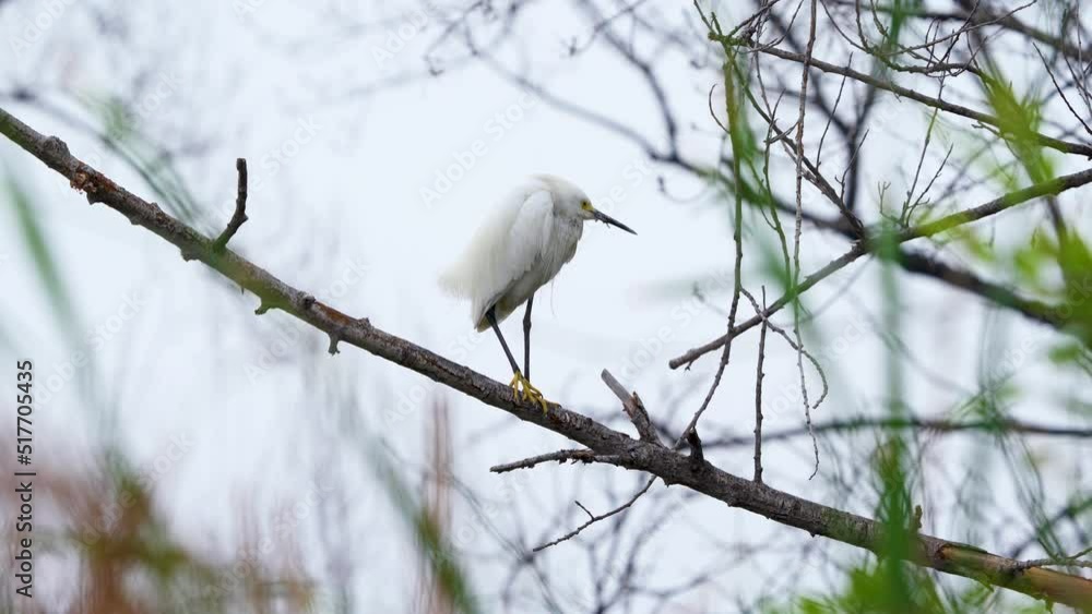 An Egret at the Sepulveda Wildlife Reserve in Encino, California. An Egret at the Sepulveda Wildlife Reserve in Encino, California.