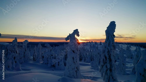 Scenic snow covered alien Lapland wintertime forest trees landscape rising towards sunrise photo