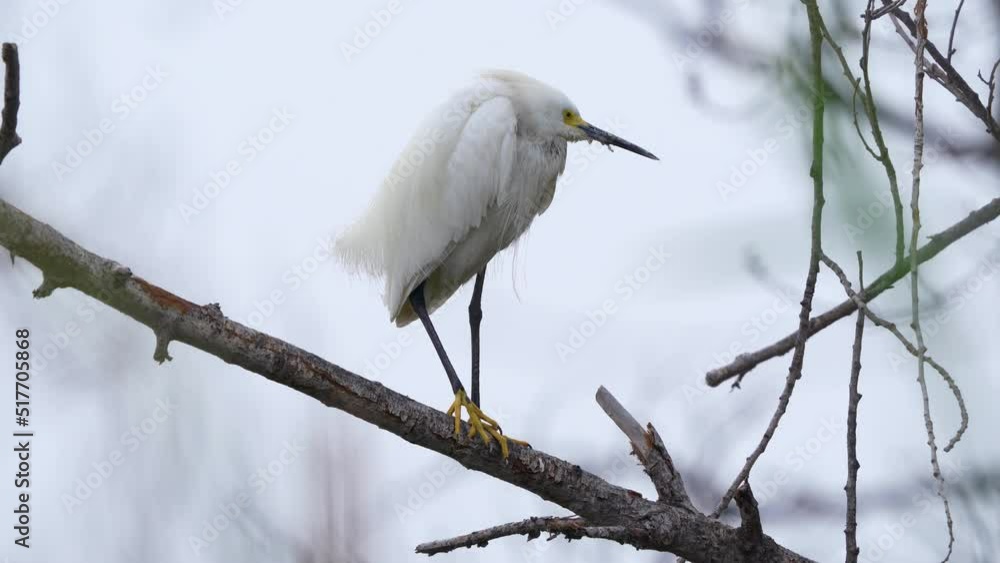 An Egret at the Sepulveda Wildlife Reserve in Encino, California. An Egret at the Sepulveda Wildlife Reserve in Encino, California.