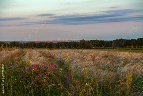 Landscape. A field of wheat . grain ears develop in the wind. a field with tall grass .in the rays of the setting sun, the sky with beautiful clouds. Green grass. park. Russia. 
