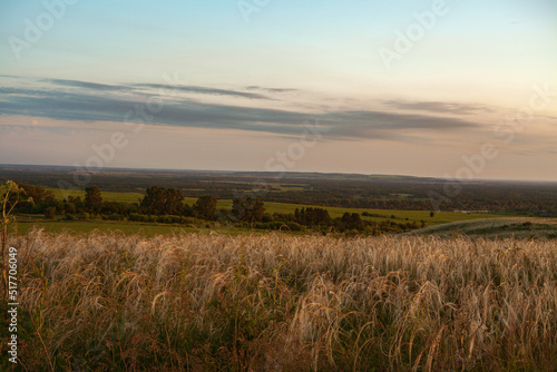 Landscape. A field of wheat . grain ears develop in the wind. a field with tall grass .in the rays of the setting sun, the sky with beautiful clouds. Green grass. park. Russia. 