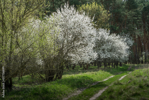 Photos Blooming wild cherry near a dirt forest path.