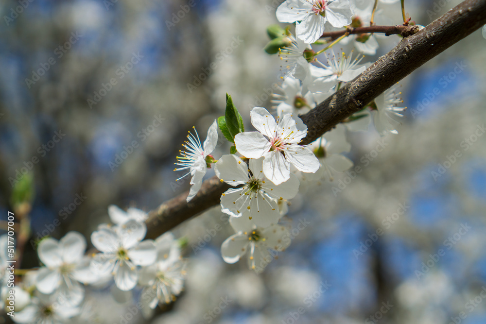 Blooming wild cherry flowers on a branch in spring close-up.
