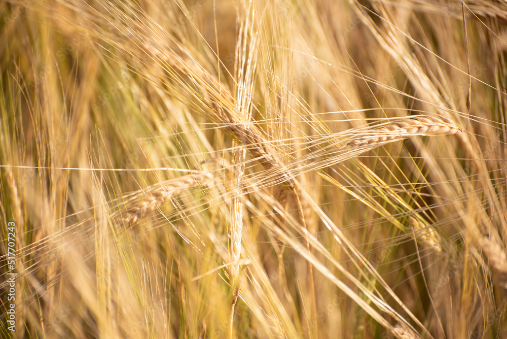 Golden ripe barley field, nature photo. Wheat in Ukraine , grains for export Golden ripe barley field, nature photo. Wheat in Ukraine , grains for export
