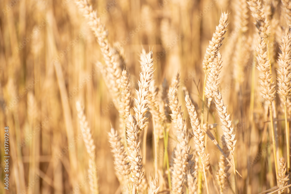 Golden ripe barley field, nature photo. Wheat in Ukraine , grains for export Golden ripe barley field, nature photo. Wheat in Ukraine , grains for export