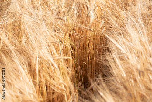 Golden ripe barley field, nature photo. Wheat in Ukraine , grains for export 