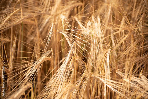 Golden ripe barley field  nature photo. Wheat in Ukraine   grains for export 