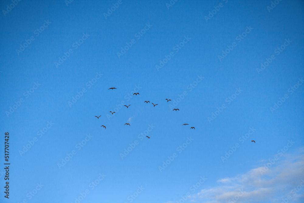 A flock of seagulls in a beautiful, blue, spring sky