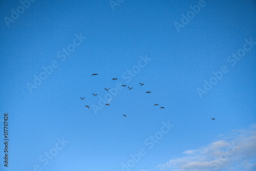 A flock of seagulls in a beautiful, blue, spring sky