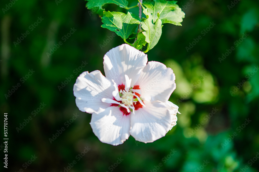 Obraz premium pink and white flowers