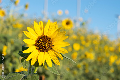 field of sunflowers