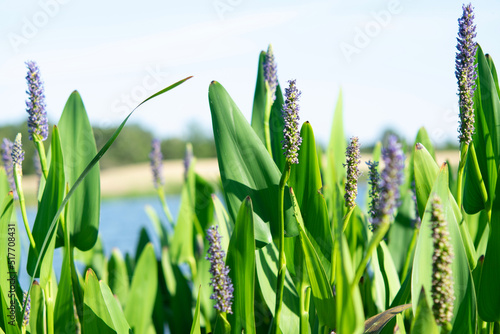 green wheat field
