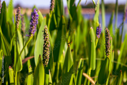 green wheat field