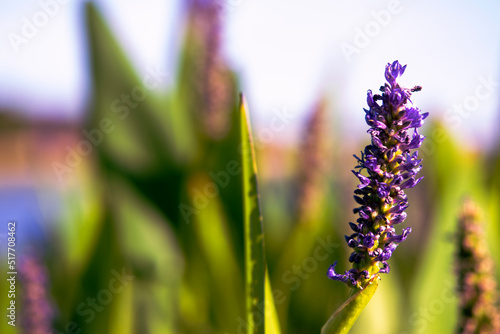 lavender flowers in the garden