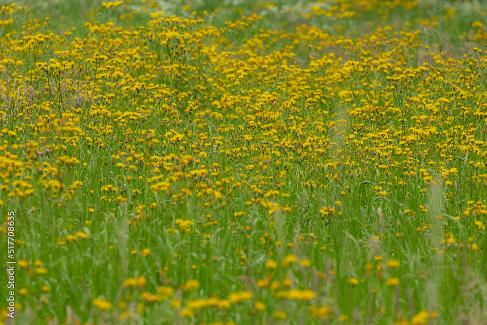 Selective focus of wild flowers on green grass field, African daisy is a tall and long-lived, Senecio pterophorus is an erect perennial shrub with bright yellow flowers, Nature floral background. Selective focus of wild flowers on green grass field, African daisy is a tall and long-lived, Senecio pterophorus is an erect perennial shrub with bright yellow flowers, Nature floral background.