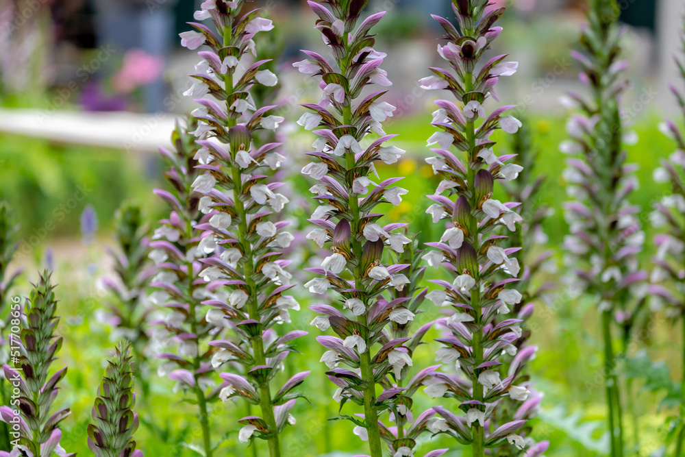 Selective focus of flower Acanthus spinosus in the garden with green leaves, The spiny bear's breech is a species of flowering plant in the family Acanthaceae, Nature floral background.