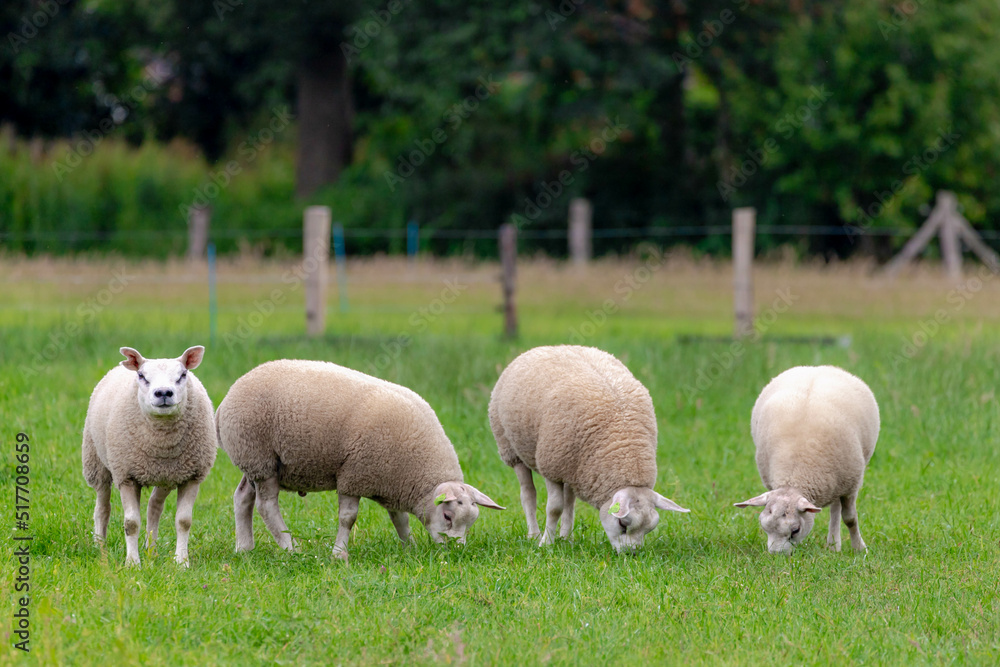 Obraz premium Selective focus of a group young sheep nibbling grass on the green meadow, Ovis aries are quadrupedal ruminant mammals typically kept as livestock, Lamb on the field in countryside, Netherlands.
