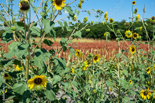 field of sunflowers
